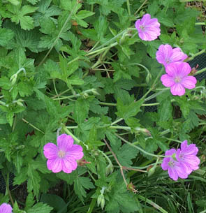 Geranium endressii